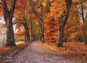 Por qué las hojas de los árboles se caen en otoño? - Saberia